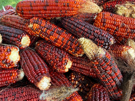 Jimmy Red Corn back from the brink