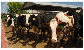 Highly Pathogenic Avian Influenza (HPAI) Detections in Livestock