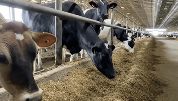 What to know about bird flu in dairy cows and the risk to humans
