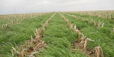 Increased Cover Crop Cost-Share Incentives