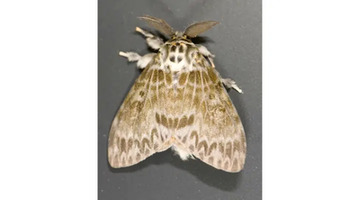 Ohio to Begin Spongy Moth Treatments